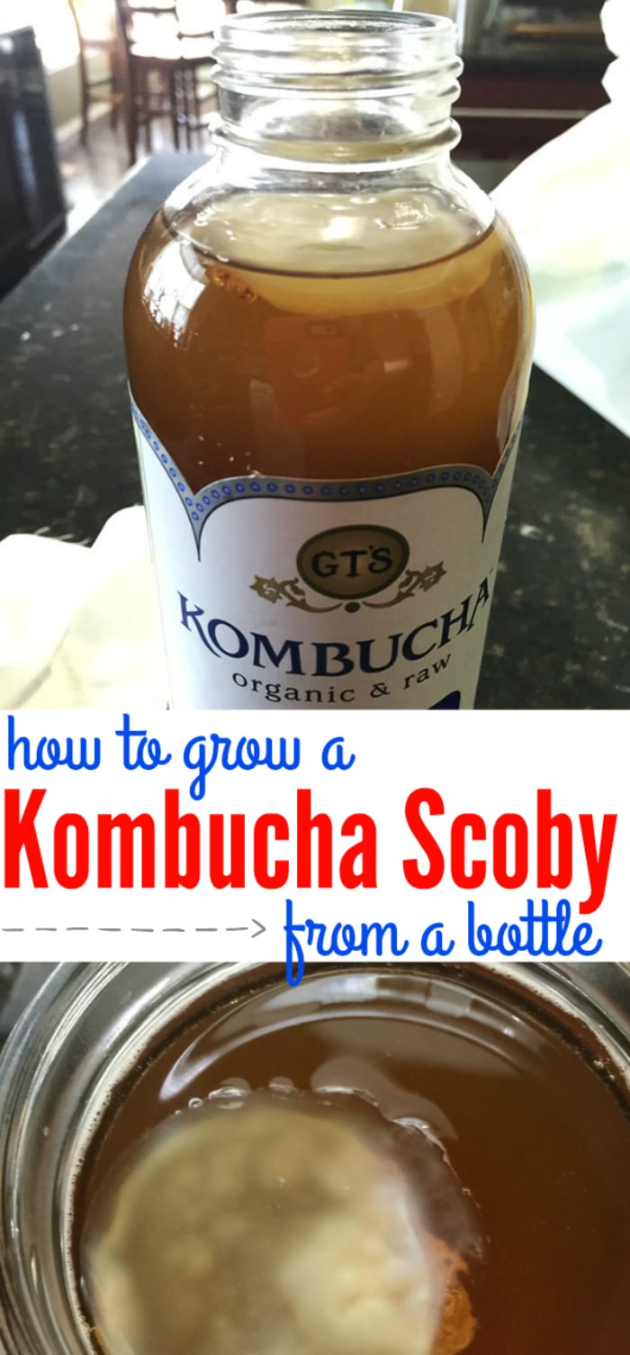 making kombucha scoby from scratch