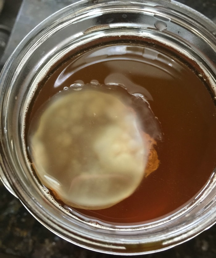 making kombucha scoby mother from a bottle