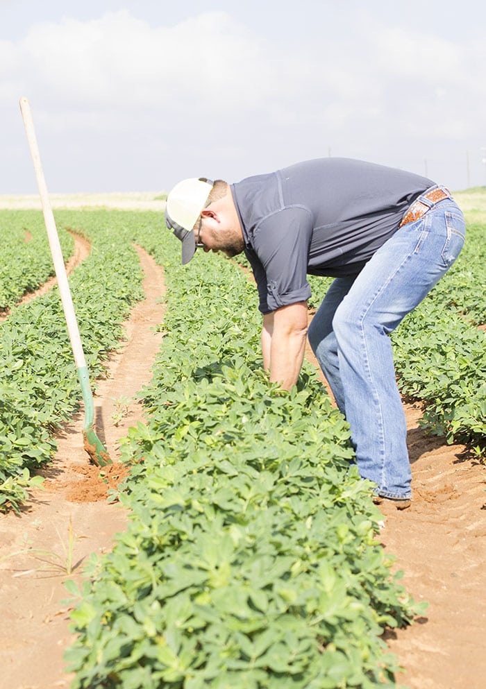 Peanut farmer Mason in Field