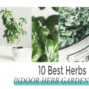 Easiest Herbs to Grow Indoors For Your Kitchen