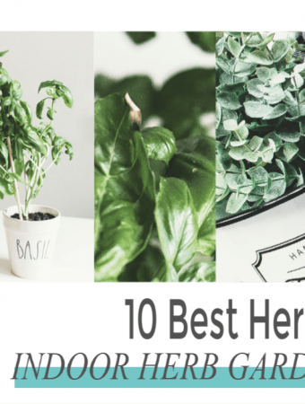 Easiest Herbs to Grow Indoors For Your Kitchen